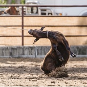 Calf roping sequence 2