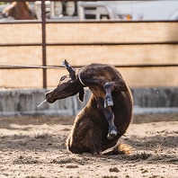 Calf roping sequence 3